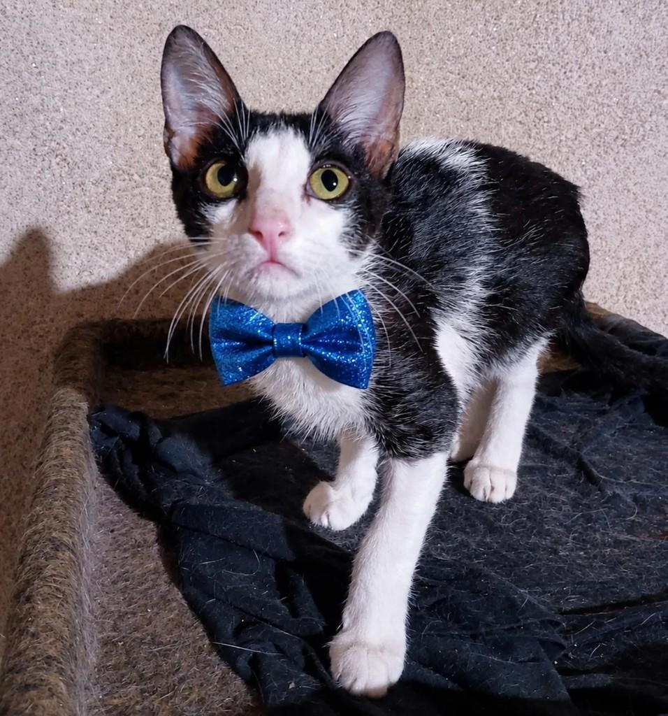 Jorginho, gato de porte pequeno para adoção em São José do Rio Preto - SP