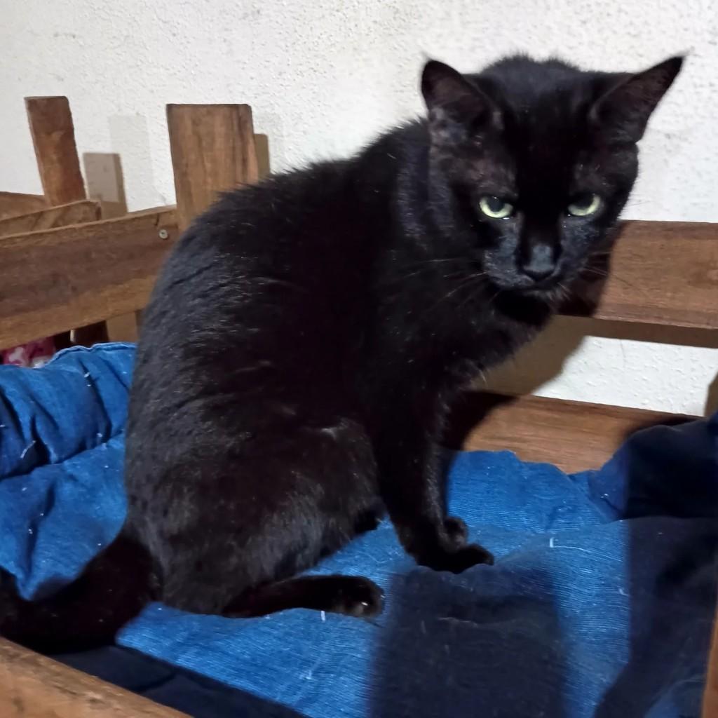 Negona, gata de porte médio para adoção em São José do Rio Preto - SP