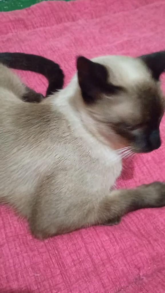 Léo, gato de porte pequeno para adoção em São José do Rio Preto - SP
