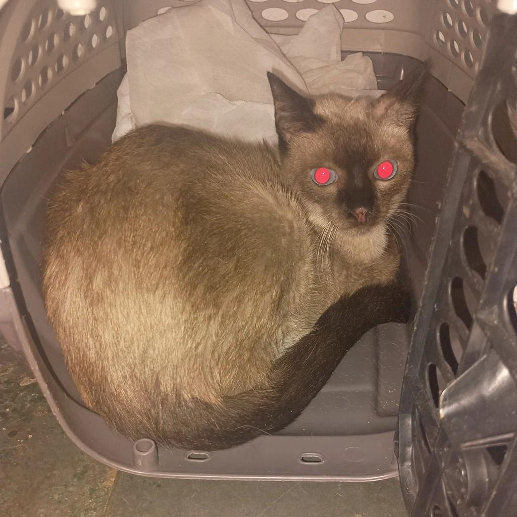 Petúnia, gato de porte pequeno para adoção em São José do Rio Preto - SP