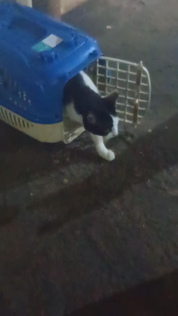 Reginald, gato de porte pequeno para adoção em São José do Rio Preto - SP