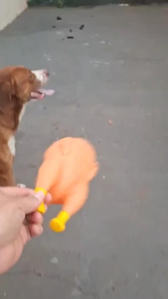 Seu Moço, cachorro de porte grande para adoção em São José do Rio Preto - SP