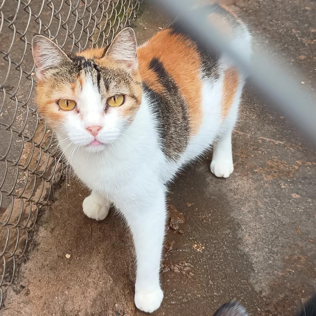 Demmie, gata de porte pequeno para adoção em São José do Rio Preto - SP