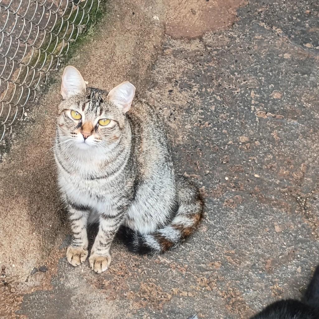 Valentina, gato de porte pequeno para adoção em São José do Rio Preto - SP