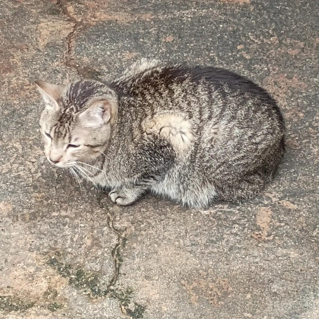 Mumm-Rá, gato de porte médio para adoção em São José do Rio Preto - SP