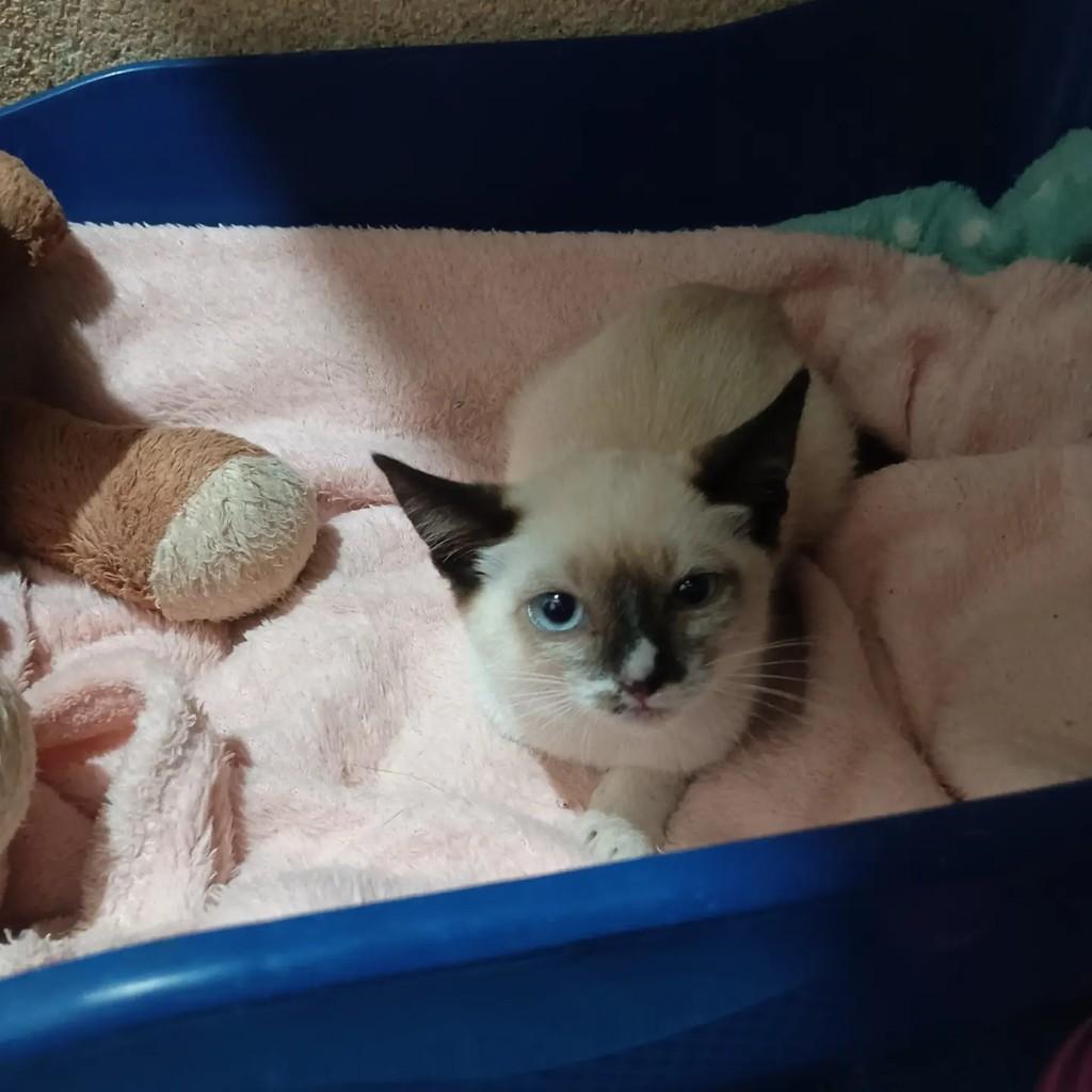 Calêndula, gato de porte pequeno para adoção em São José do Rio Preto - SP