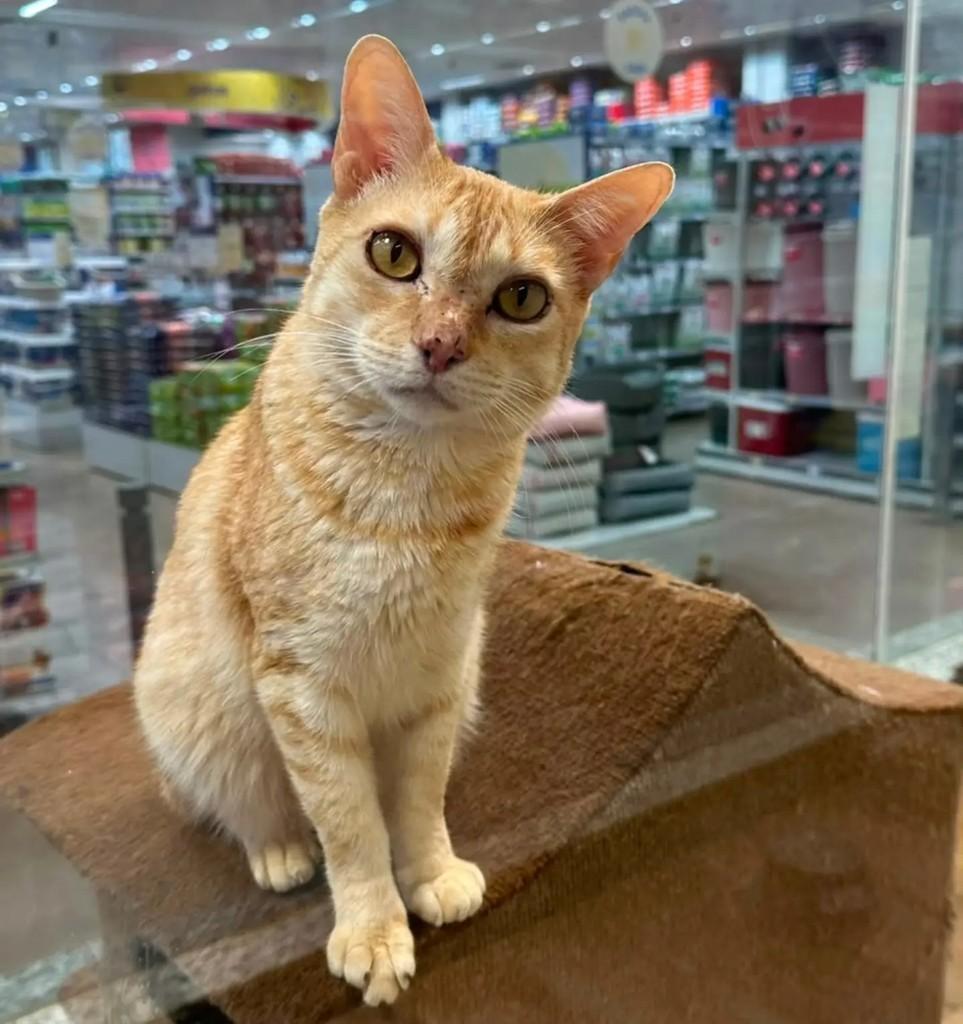 Vênus, gato de porte pequeno para adoção em São José do Rio Preto - SP