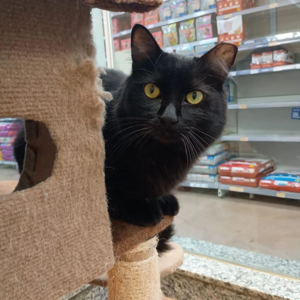 Banguela, gato para adoção em Brasília - DF