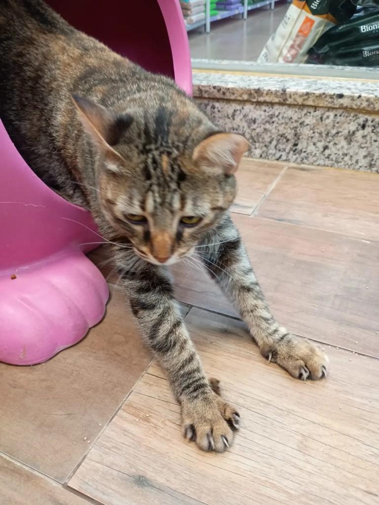 Valentina de Andrade, gato de porte pequeno para adoção em São José do Rio Preto - SP