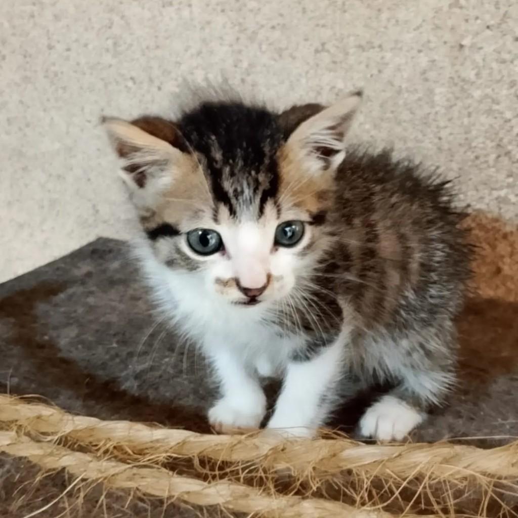 Milagre, gato de porte pequeno para adoção em São José do Rio Preto - SP