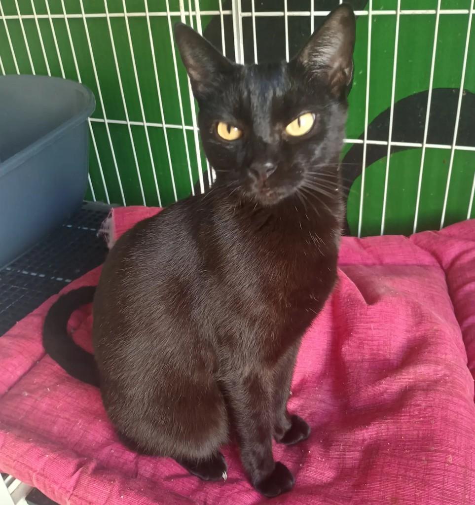 Cheetara, gato de porte pequeno para adoção em São José do Rio Preto - SP