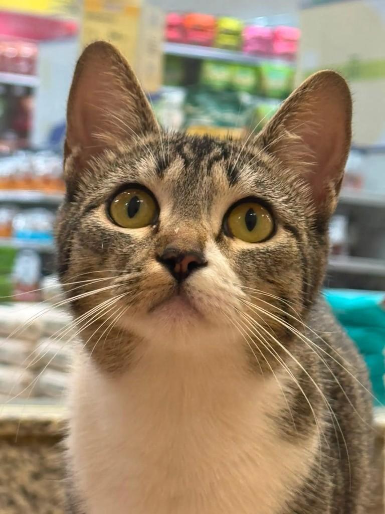 Lilica, gata de porte pequeno para adoção em São José do Rio Preto - SP
