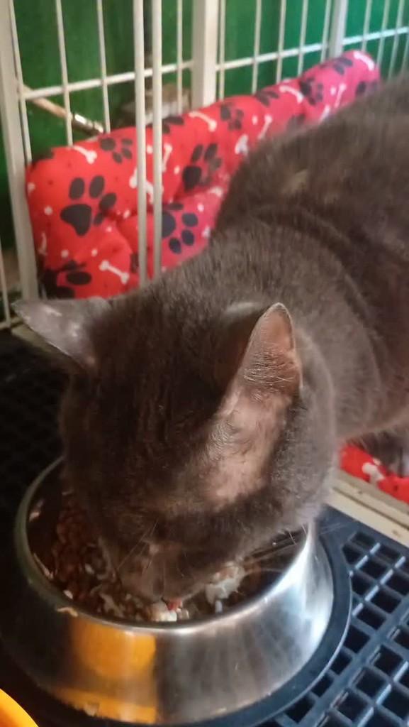 Lazinho, gato de porte pequeno para adoção em São José do Rio Preto - SP