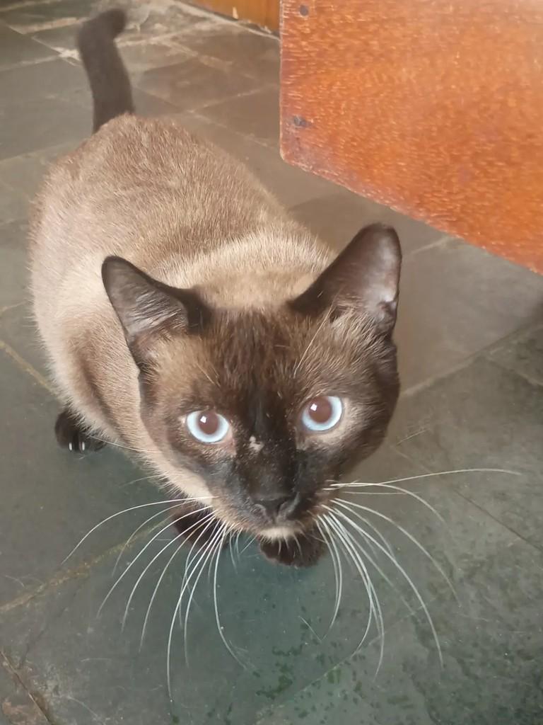 Xurupito, gato de porte médio para adoção em São José do Rio Preto - SP