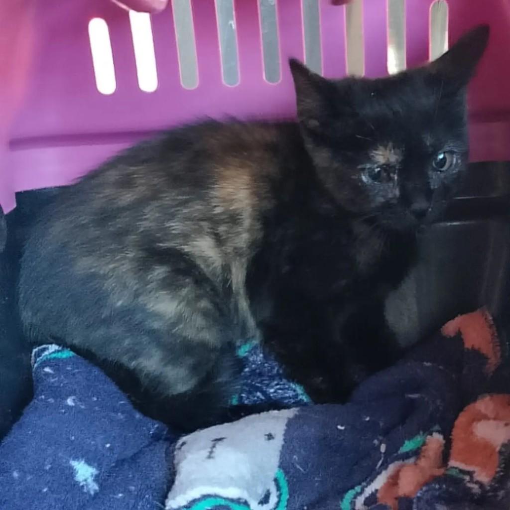 Magnólia, gato de porte pequeno para adoção em São José do Rio Preto - SP