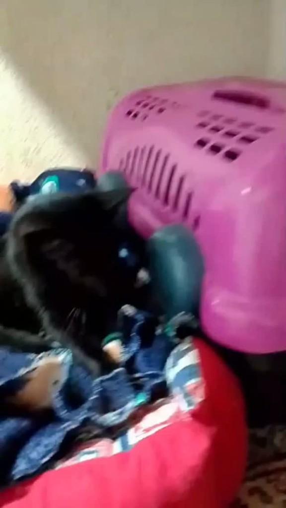 Liriel, gato de porte pequeno para adoção em São José do Rio Preto - SP