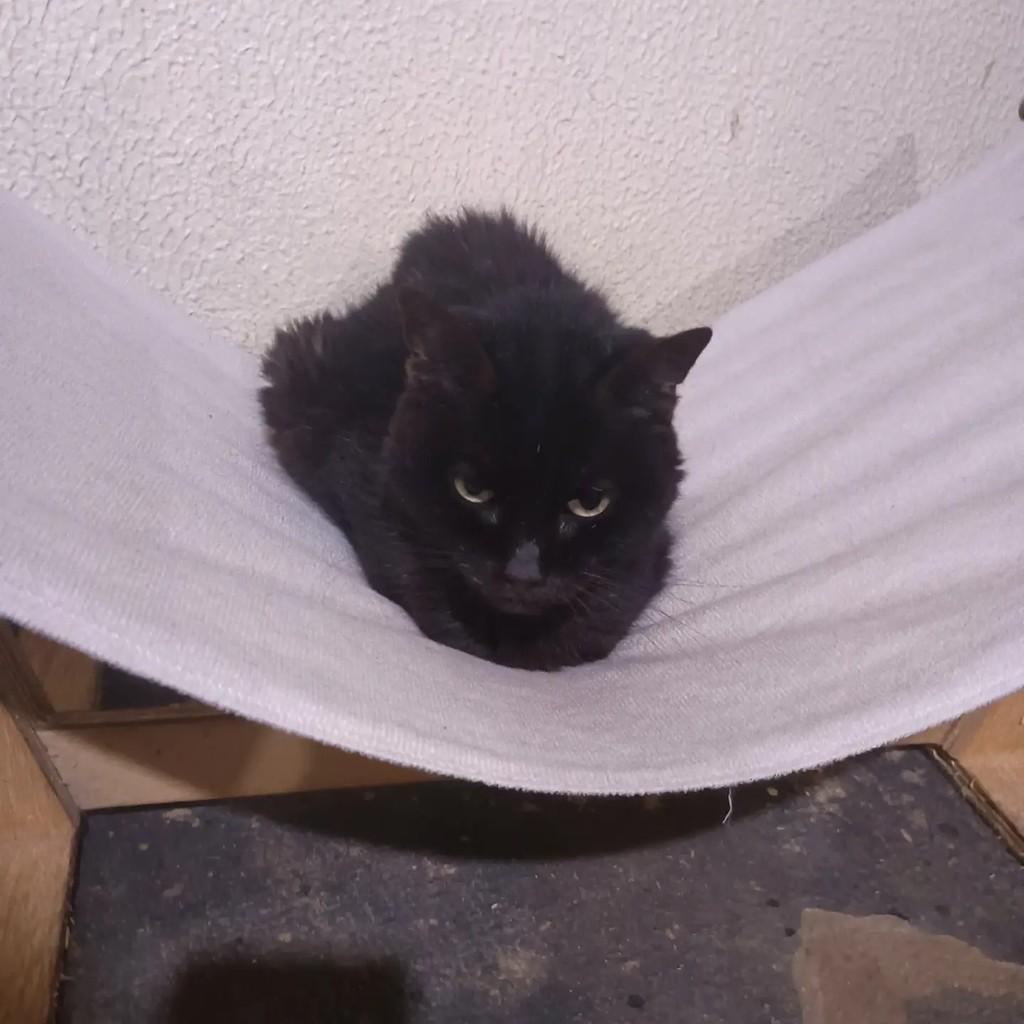 Tina Turner, gata de porte pequeno para adoção em São José do Rio Preto - SP