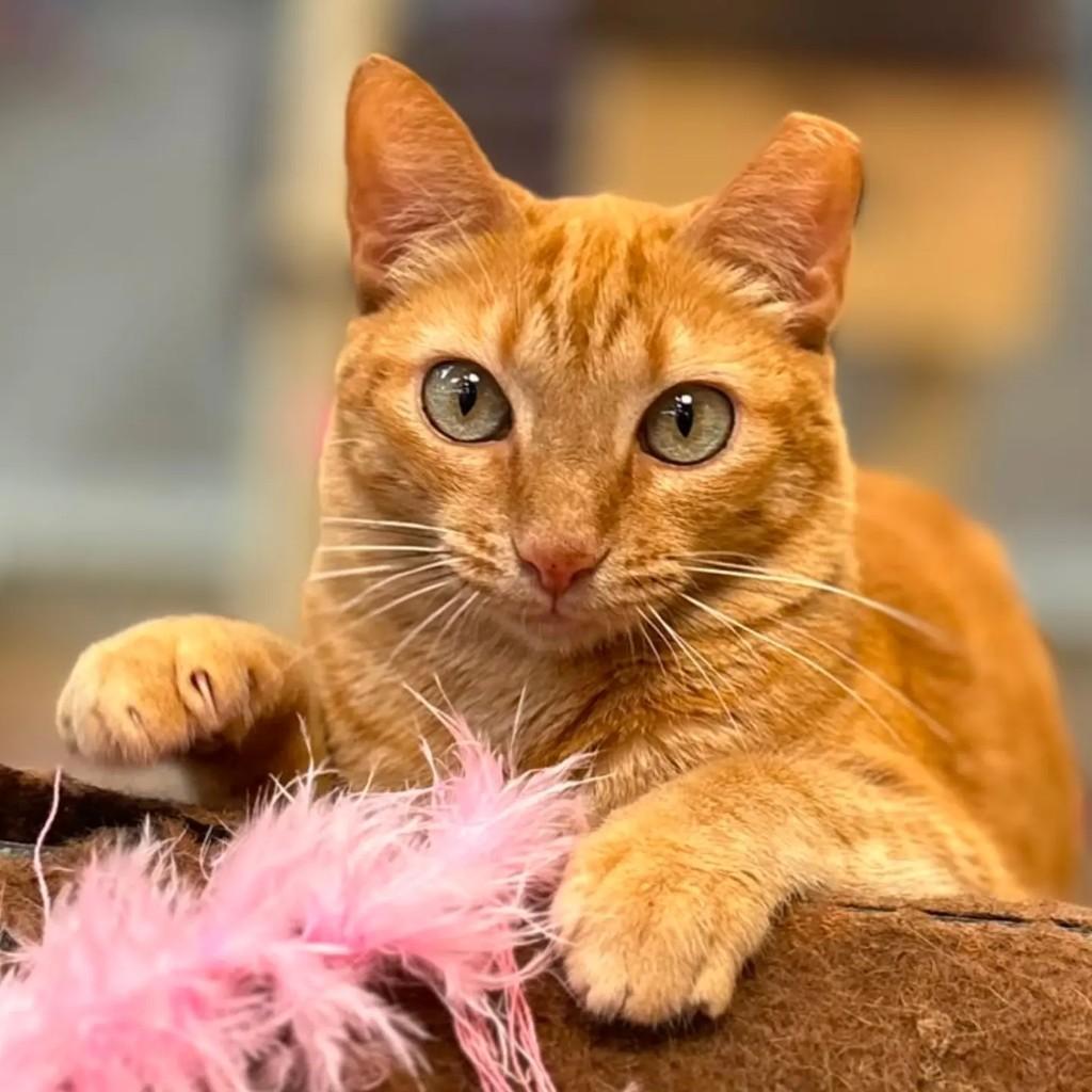 Fanta, gata de porte médio para adoção em São José do Rio Preto - SP