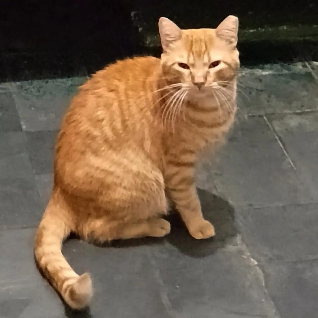 Dee Snider, gato de porte médio para adoção em São José do Rio Preto - SP