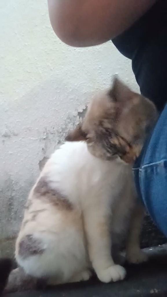 Rosinha, gato de porte pequeno para adoção em São José do Rio Preto - SP