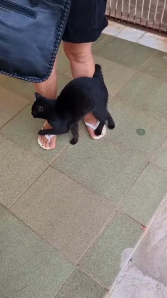 Panterinha, gato de porte pequeno para adoção em São José do Rio Preto - SP
