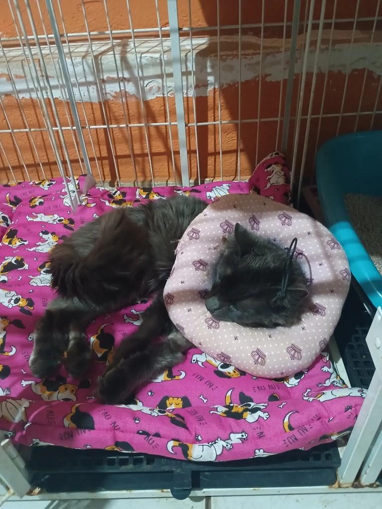 Fumaça, gato de porte pequeno para adoção em São José do Rio Preto - SP