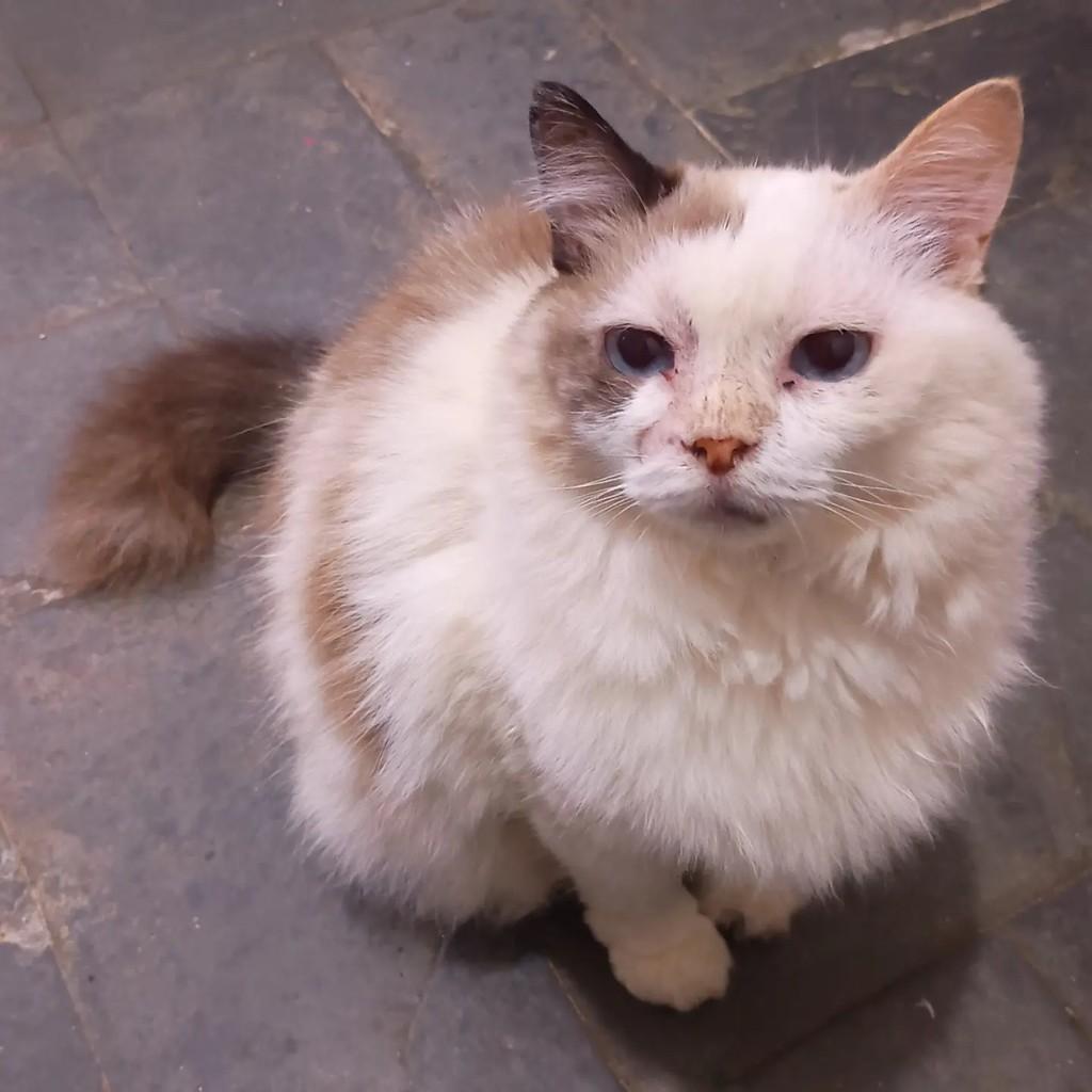 Hermione, gata de porte pequeno para adoção em São José do Rio Preto - SP