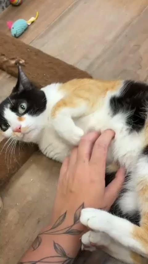 Estrela, gato para adoção em São José do Rio Preto - SP
