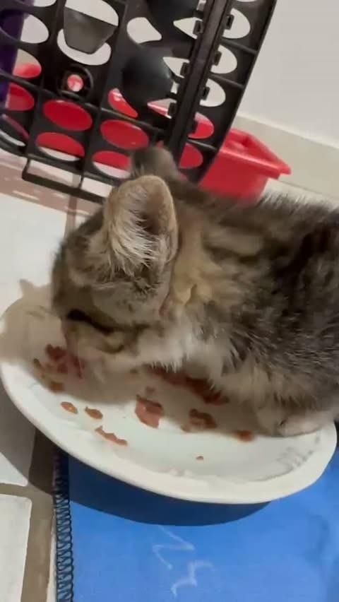 Baby cat, gato de porte pequeno para adoção em São José do Rio Preto - SP