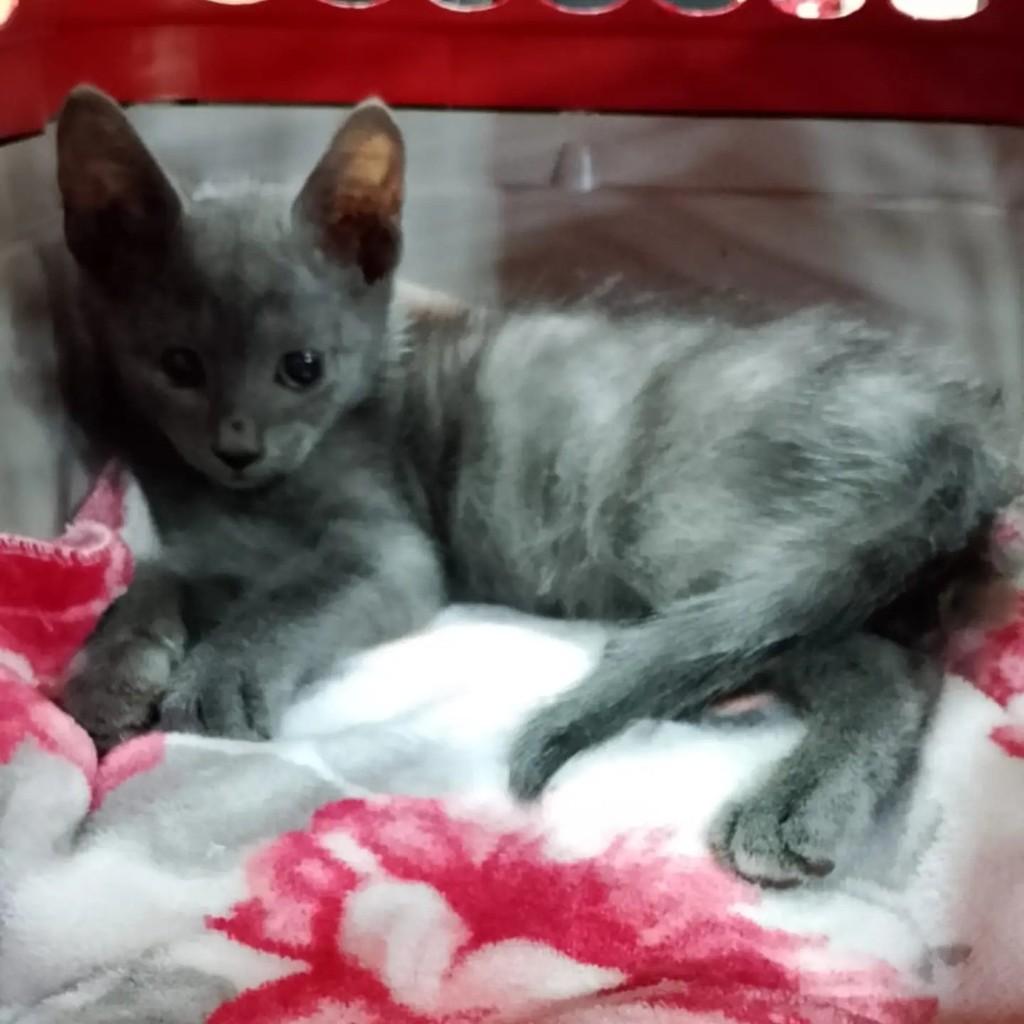 Cinca, gato de porte pequeno para adoção em São José do Rio Preto - SP