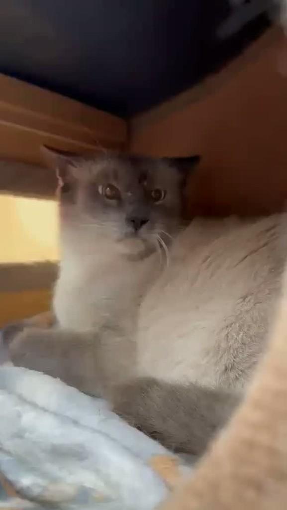 Lino, gato de porte médio para adoção em São José do Rio Preto - SP