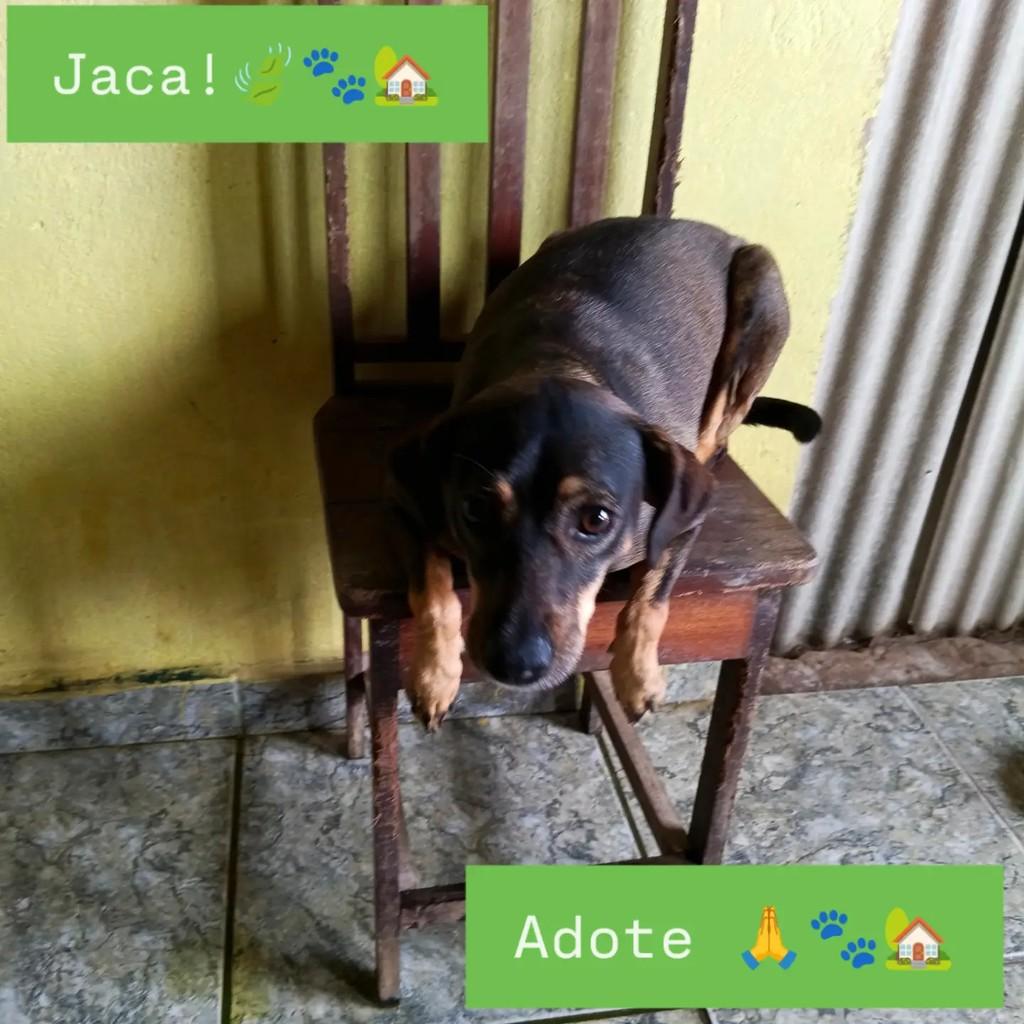 Ela, cadela de porte pequeno para adoção em Ananindeua - PA
