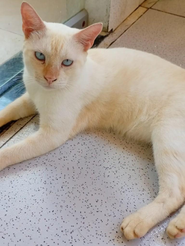 Nando Reis, gato de porte médio para adoção em Ananindeua - PA