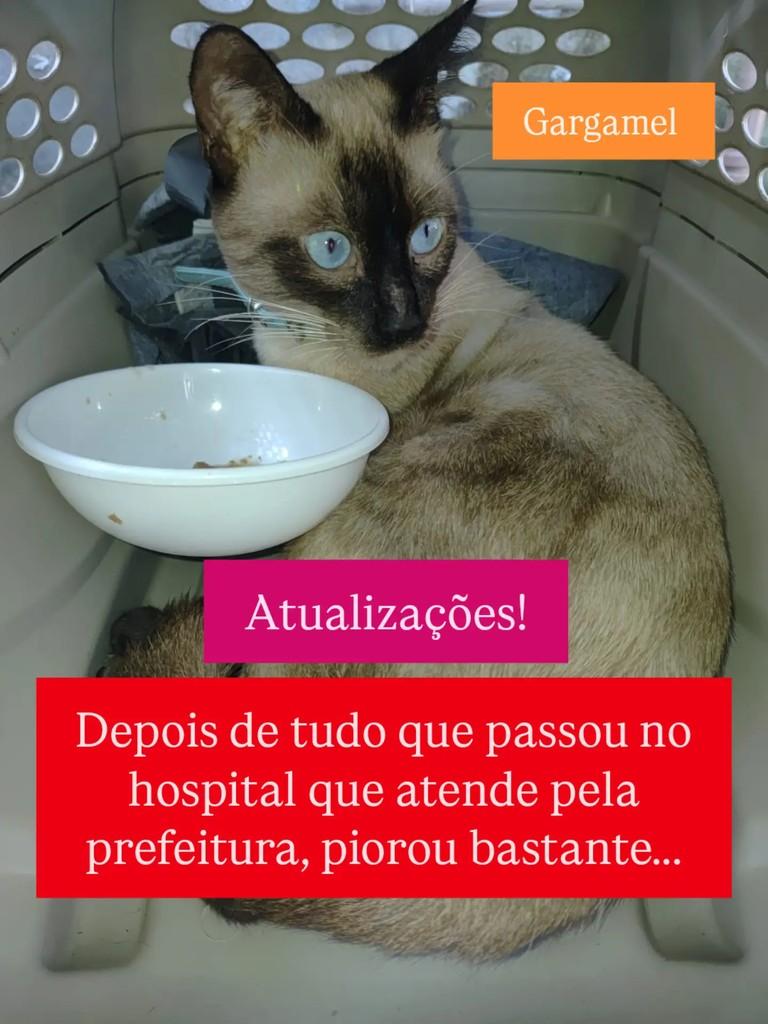 Gargamel, gato de porte pequeno para adoção em Ananindeua - PA