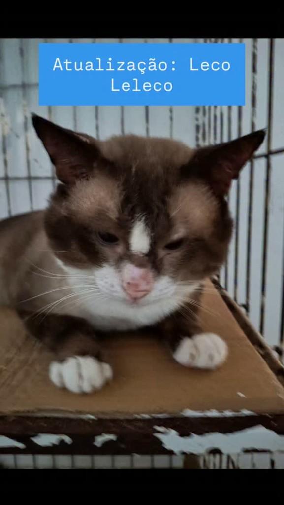 Leco Leleco, gato de porte médio para adoção em Ananindeua - PA