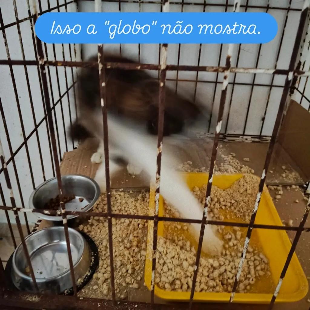 Pétala, gata de porte pequeno para adoção em Ananindeua - PA