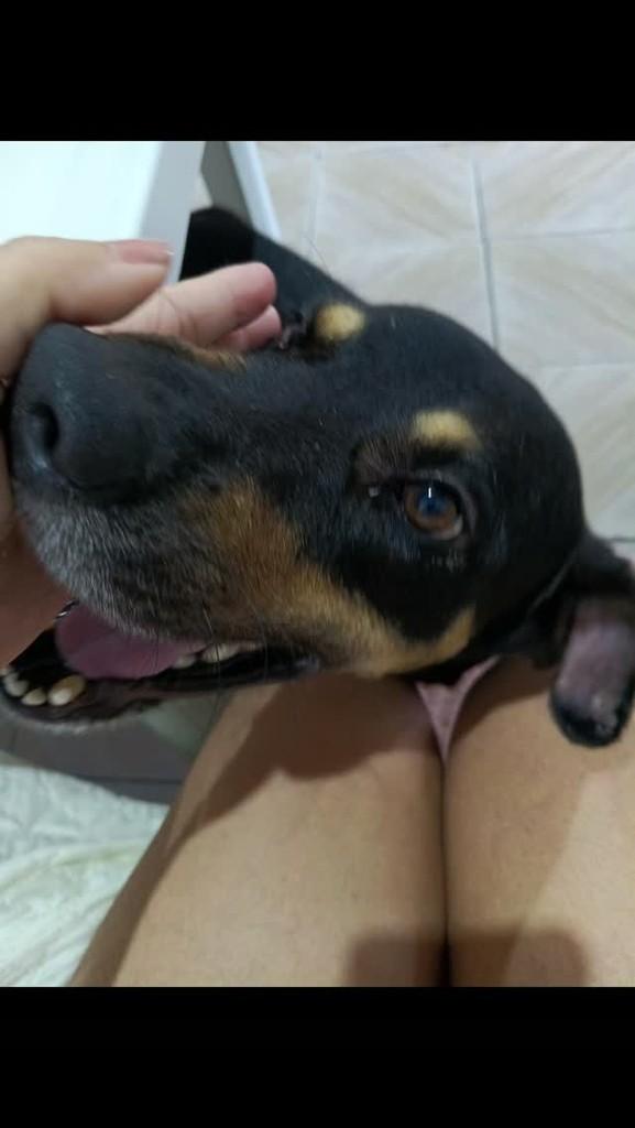 Bernardo, cachorro de porte médio para adoção em Ananindeua - PA