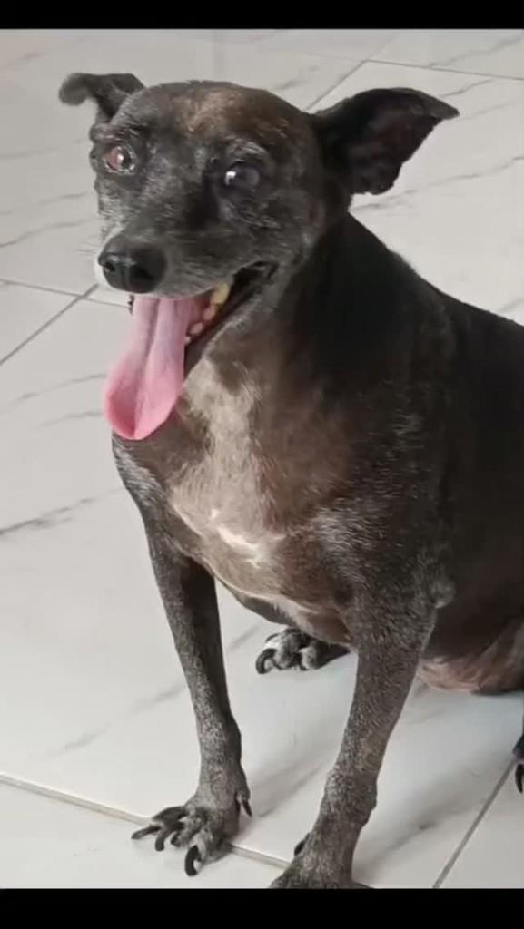 Yaa, cadela de porte pequeno para adoção em Ananindeua - PA