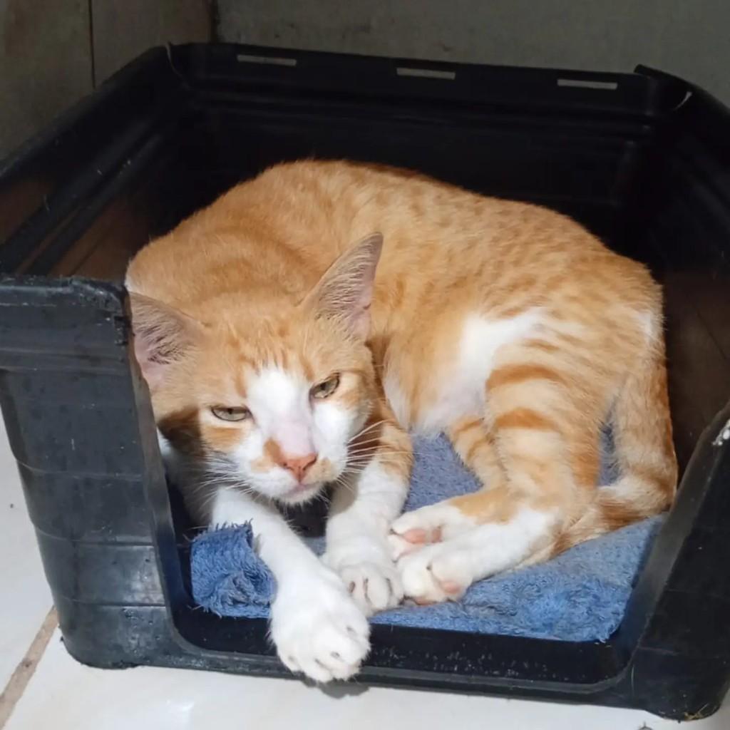 Bolth, gato de porte médio para adoção em Ananindeua - PA