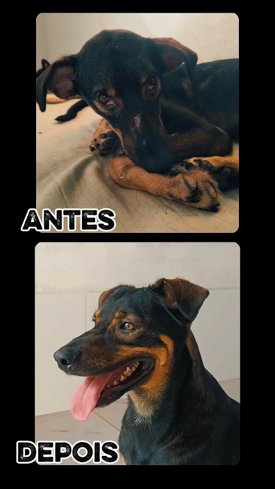 Otto, cachorro de porte médio para adoção em Ananindeua - PA
