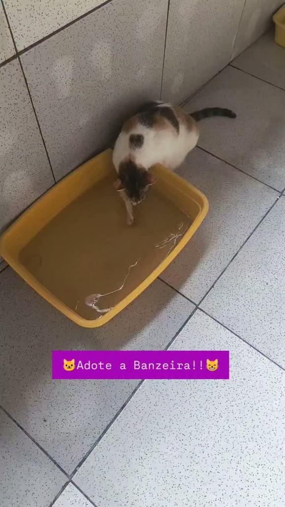 Banzeira, gata de porte médio para adoção em Ananindeua - PA