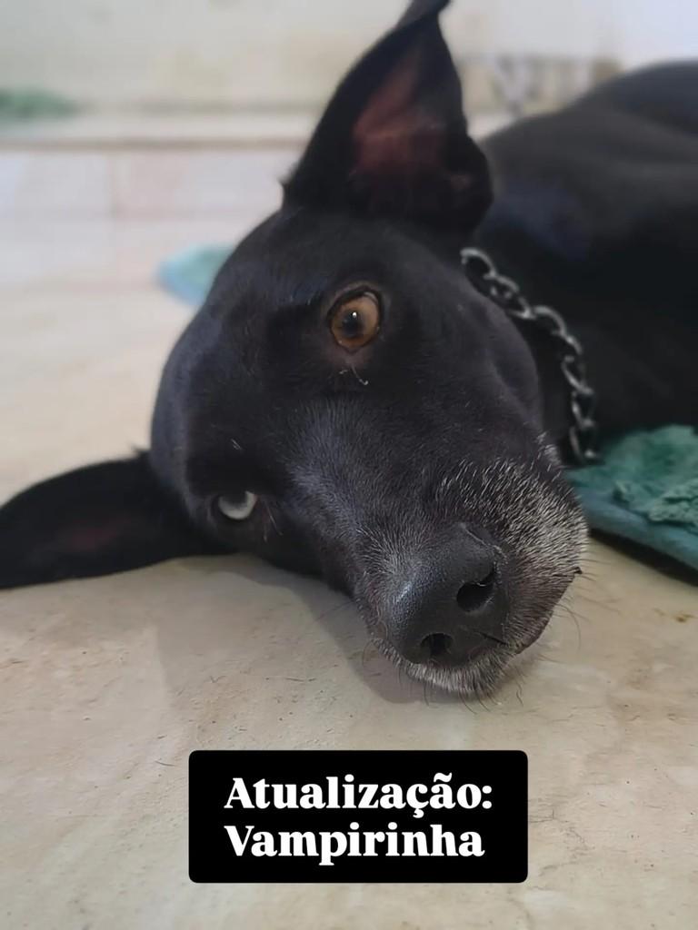 Vampirinha, cachorro de porte médio para adoção em Ananindeua - PA