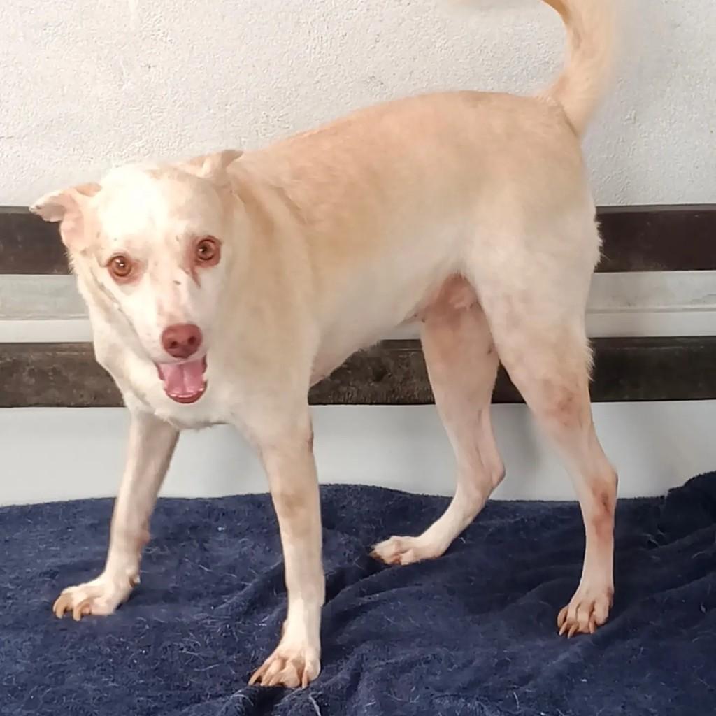 Branquinha, cachorro de porte médio para adoção em Ananindeua - PA