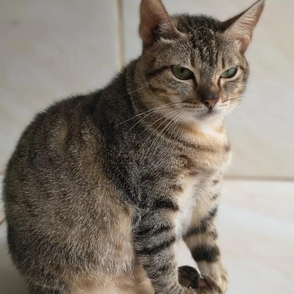 Curió, gata de porte médio para adoção em Ananindeua - PA