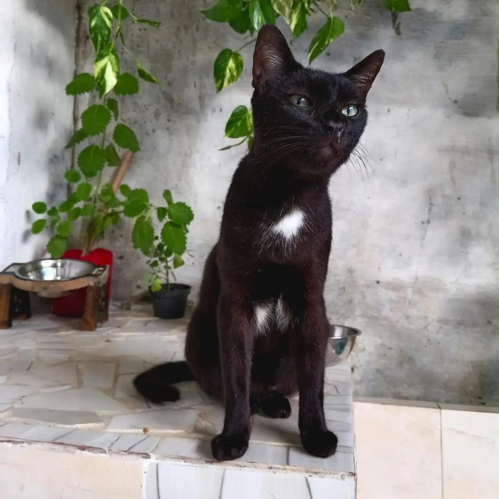 Boca, gato de porte médio para adoção em Belém - PA