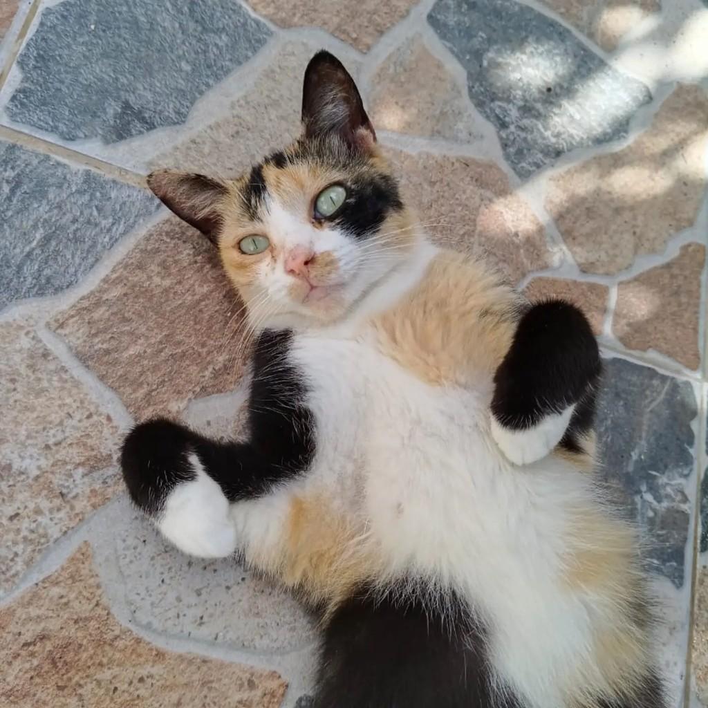 Lara, gata de porte pequeno para adoção em Ananindeua - PA