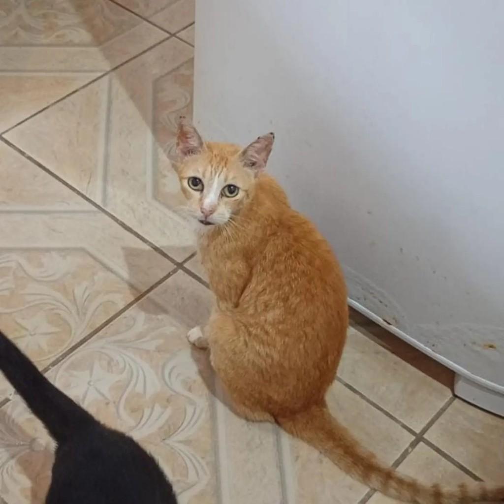 Matilda, gata para adoção em Ananindeua - PA