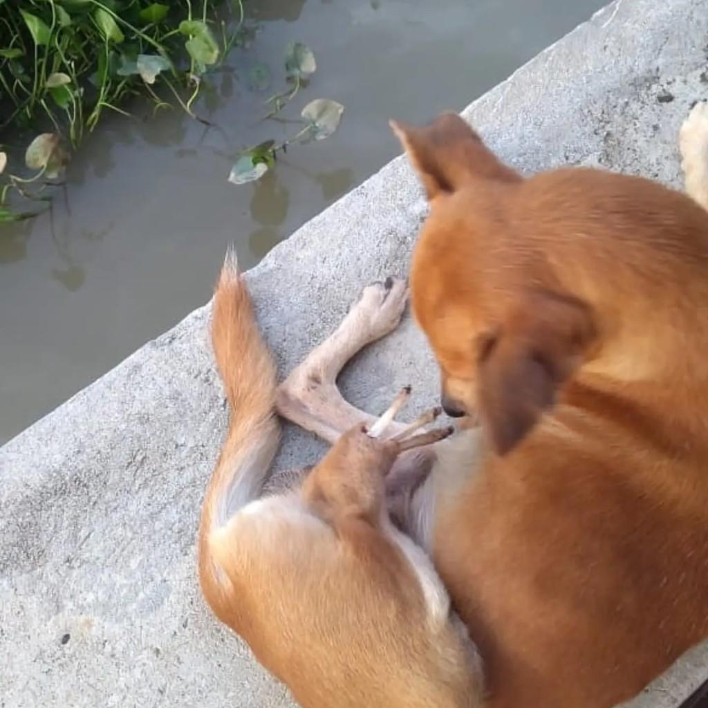 Wolverine, cachorro de porte pequeno para adoção em Ananindeua - PA