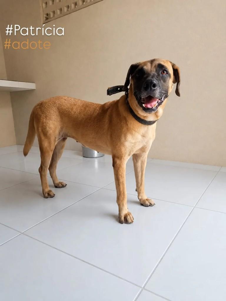 Patrícia, cadela de porte grande para adoção em Marituba - PA