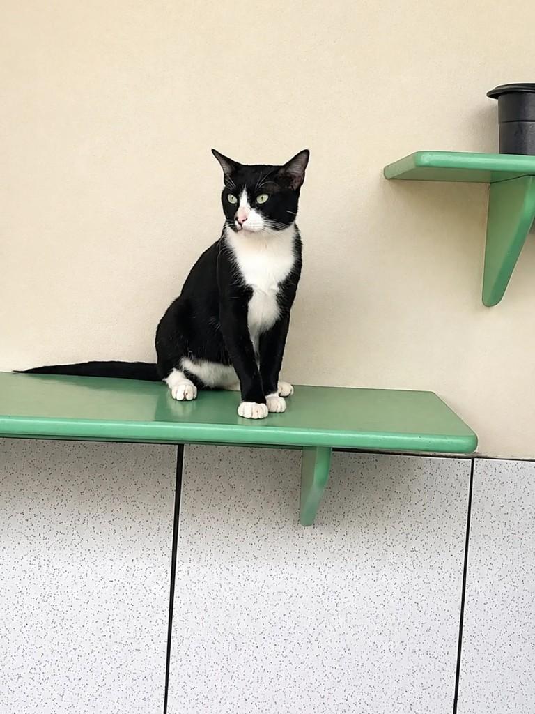 Condorito, gato de porte médio para adoção em Ananindeua - PA